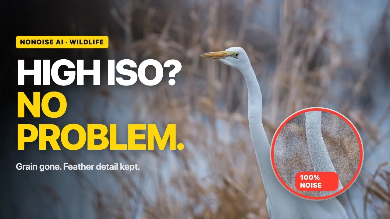 ON1 Photo RAW 2026.4: NoNoise AI wildlife tutorial